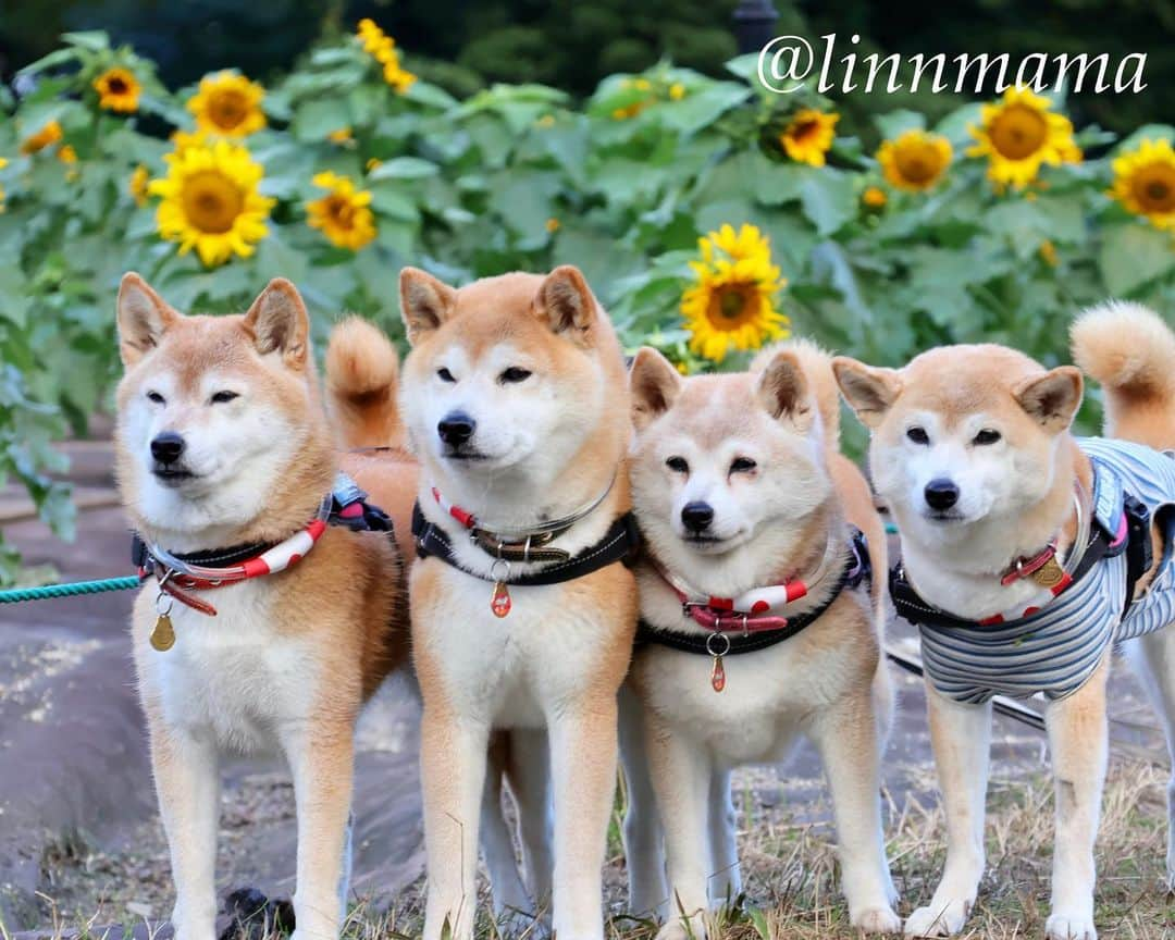 linnmamaのインスタグラム：「まさかの向日葵🌻〜ビタミンカラー🟡に元気をもらいました😍〜①②③④急に寒くなった10月21日、こんなに向日葵🌻が咲いてるなんて😊〜⑤居間に丸くなった柴犬🐕が並んでる光景〜眼福、眼福☺️〜麗、今日も穏やかに過ごせました😍〜相変わらず食欲がイマイチだけどね😅 ＊ ＊ ＊ #柴犬#dog #柴犬凜の勇気凜々every day  #多頭飼い  #shibastagram #my_eos_photo  #eosr6#eosr10 #ドッグフォトグラファーズ #iphone12#iphone12promax  #夕方散歩 #花活 #写活#向日葵  #荒子川公園  #2024凜ファミリーカレンダー発売中 #プロフィール欄からどうぞ  #Amazon、楽天でも販売中」