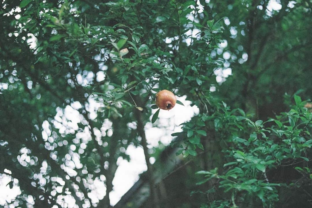 小川紗良さんのインスタグラム写真 - (小川紗良Instagram)「美味しいものの、そのわけを見つめること。シンプルな方法で、美味しく食べる術を知っていること。  食事ってあまりにも身近で小さくみられてしまうこともあるけど、こんなにクリエイティブなことってないと思う。  三上奈緒さんの焚き火料理をいただいてから、身も心もすごく元気！都会暮らしの中でも、畑へ行ってみたり、自分も食を届けてみたり、少しずつ変化があって楽しい。  明日朝9時からのJ-WAVE「ACROSS THE SKY」で、焚き火を囲んで料理をいただいたときの様子が放送されます。ぜひ、心地好い秋の調べに、耳を澄ませてみてください。  @naomikami  @jwave813  @acrossthesky813   #とおまわりチャンネル でも取材時の映像をアップしました！とおまわりのプロフィールリンクから、合わせてどうぞ💁‍♀️ @tomawari.ig   #film #filmphotography #organic #food #outdoors #jwave #sky813 #焚き火 #料理 #ラジオ」10月21日 22時43分 - iam_ogawasara