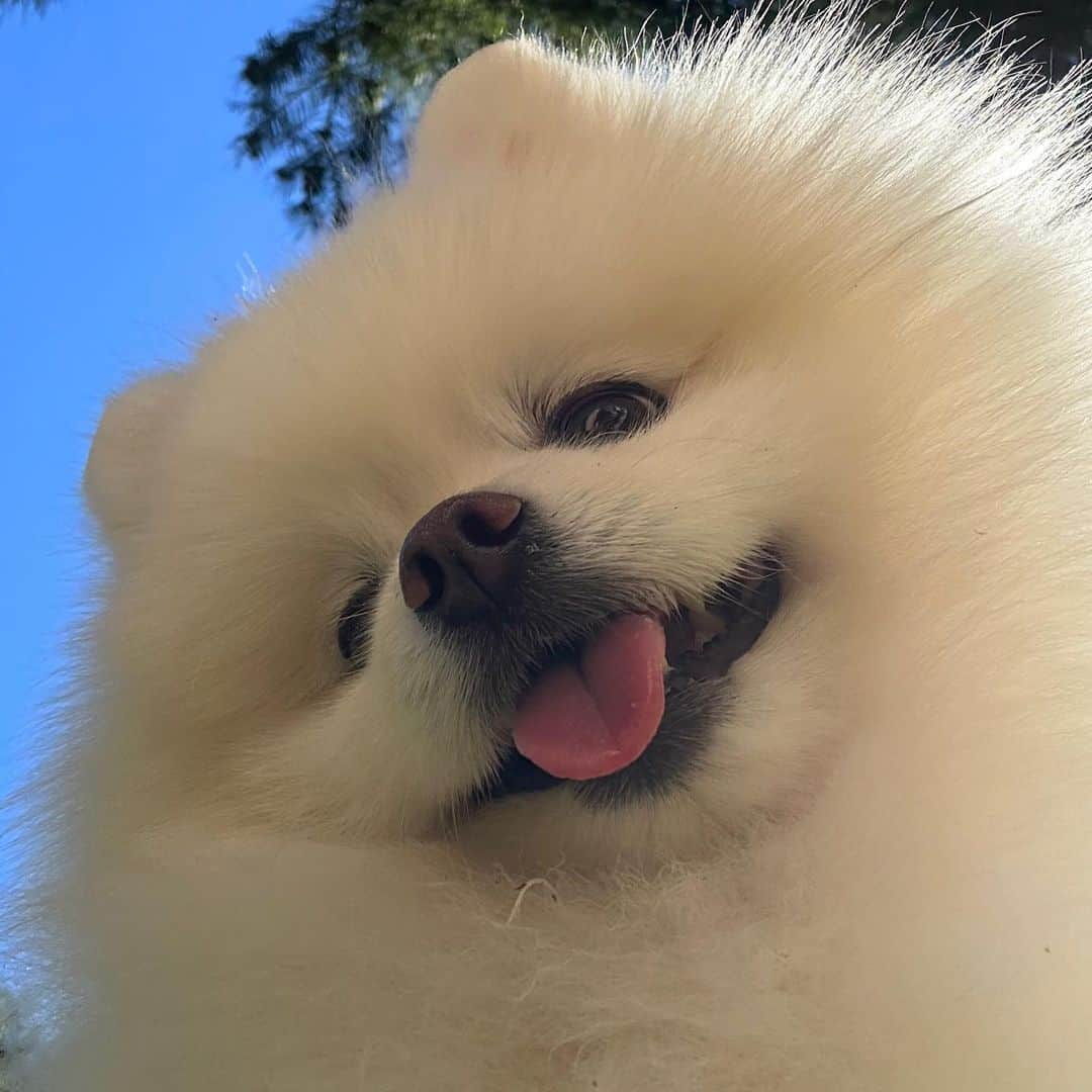 8crapのインスタグラム：「Have you ever seen a cuter smile than this? ✨ - Hashtag #barkedselfie on your doggo’s selfies and get a chance to be featured!  - 📷 @hongsn0w - #barked #Selfie #DogSelfie #dog #doggo」