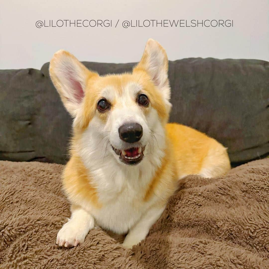 Liloのインスタグラム：「Hello, weekend joy! Time to savor every moment and spread those good vibes. 🌞✨   ⁣ . ⁣ .⁣ .⁣ .⁣ .⁣  #corgis #corgicommunity #corgiaddict #dogstagram #corgibutt #corgidog #corgilover #corgination #dog #corgidaily #corgipuppy #corgiworld #dogs #corgilife #pembrokewelshcorgi #corgigram #weeklyfluff #corgilovers #corgistagram #corgisofinstagram #corgilove #dogsofinstagram #corgiplanet #puppy #welshcorgi #corgi」