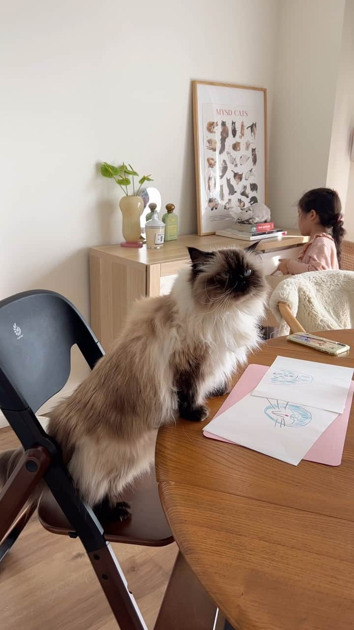 plumeのインスタグラム：「みんなでお絵描き✏️🖼️と思いきや、新しいチェアの取り合いだった🤣🙌👧🏻→👧🏼🪑🖤  . . .  @ergobabyjapan のevolveチェア🪑 3歳から100kgまでokだから家族みんなで使えるの👨‍👩‍👧👧🏼👶🏼 しっかりしたベースの作りで安定感も👍 折りたたみも出来て自立もするんだよ🫢 ナチュラルウッドとダークウッドがあってインテリアにも馴染❕ダークウッドがまたかっこいいのよ😎🫶🖤  🪑 @ergobabyjapan evole チェア　ダークウッド #pr」