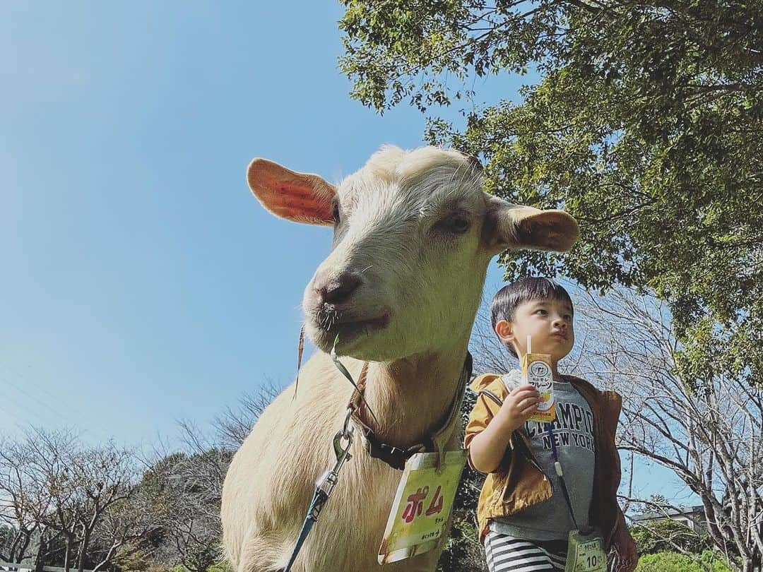 石川龍さんのインスタグラム写真 - (石川龍Instagram)「千葉の成田ゆめ牧場へ、結構久しぶりのキャンプでした。 ファミリーに人気のキャンプ場なのだけど、仕事お休みして金曜日にINしたこともあって、ほとんど人がいない中、めちゃめちゃ贅沢な静かな夜でした。最高。 焼き芋焼いて、起きたら隣の牧場で動物たち愛でて。 帰り道、成田から少し足を伸ばして銚子まで。 今川焼の名店「佐野屋」さんを何年かぶりに再訪。めちゃんこ美味しい。銚子がもっと近ければ月一で通うのに。みなさん、今川焼（大判焼）なら佐野家さんですよ。 お腹も心も満たされた良き週末でした。」10月21日 23時25分 - slow_night