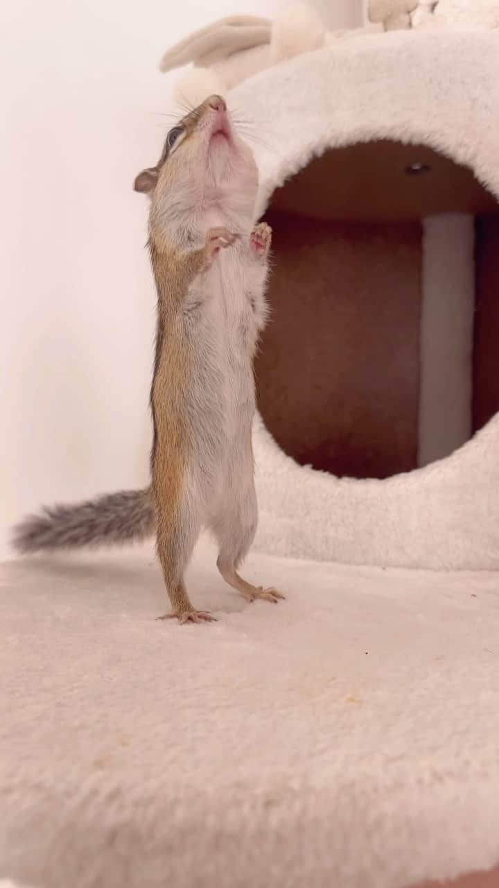 ビッケ & トッドのインスタグラム：「#Sophie Give it to me!!  ちょうだい♪ちょうだい♪  #chipmunk #シマリス #リス」