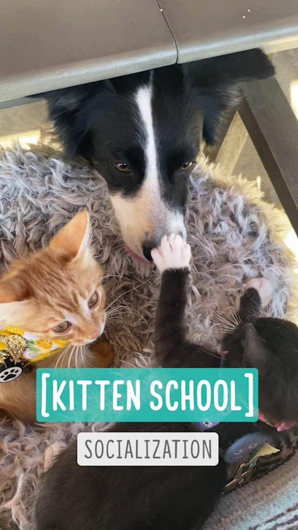 Jazzy Cooper Fostersのインスタグラム：「Socialization -- Kitten School (Q&A in the end) Once the kittens are healthy, I try to socialize and handle them as often as possible. The goal is to expose them to different people, animals, noises, car rides, vet visits etc while they are still young. I harness train all my kittens (the ones with Border Kitty Rescue) in case the adopters want to take them out on a leash or use it to secure them to a seatbelt while driving. I want to take advantage of their early socialization window so that they will grow up to be more confident cats. So many people noticed how long Pumpkin's tail is. So we measured their tails!」