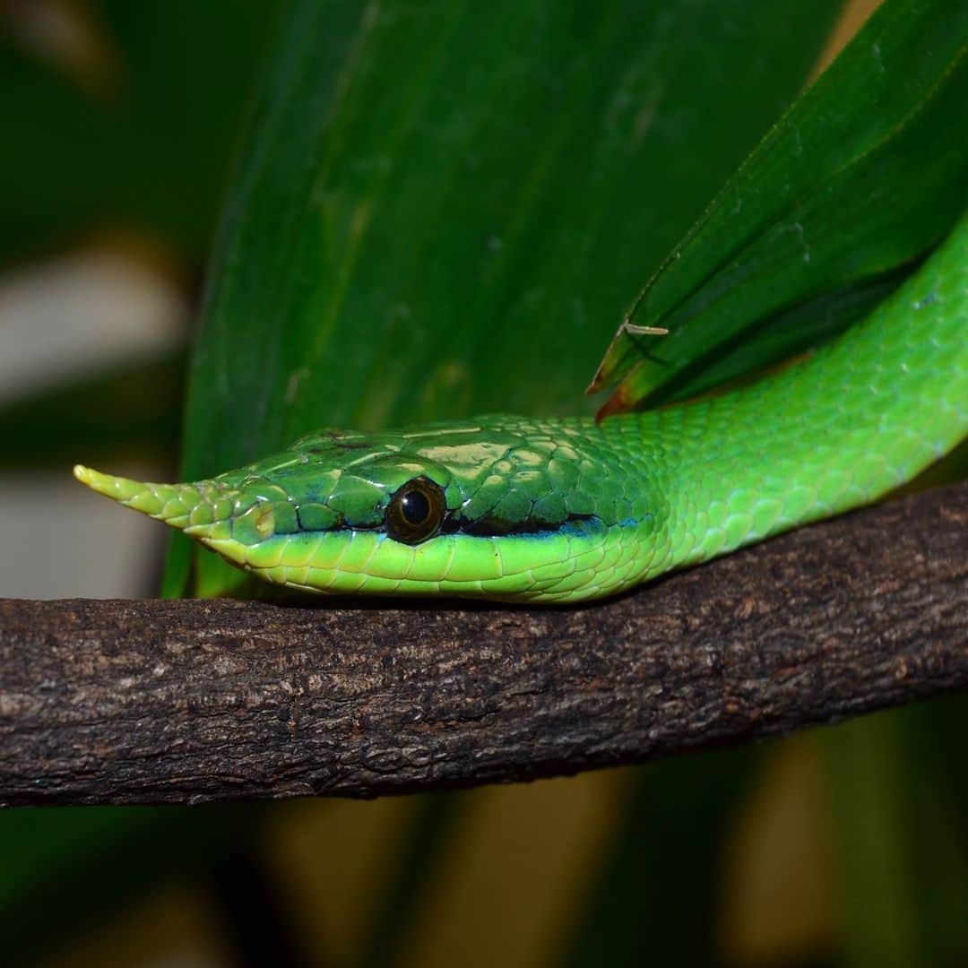 スミソニアン国立動物園のインスタグラム：「💚🐍 It's reptile awareness day! Did you know that snakes slither by shifting their scales in different configurations? Or that they don't have an outer ear, but *do* have an inner ear? Get the scoop on our scaly friends from Reptile Discovery Center keeper Robin Saunders! ✏️STORY: https://s.si.edu/3hJVDr5. (Link in bio.) . . .  Photo: A rhinoceros snake.」