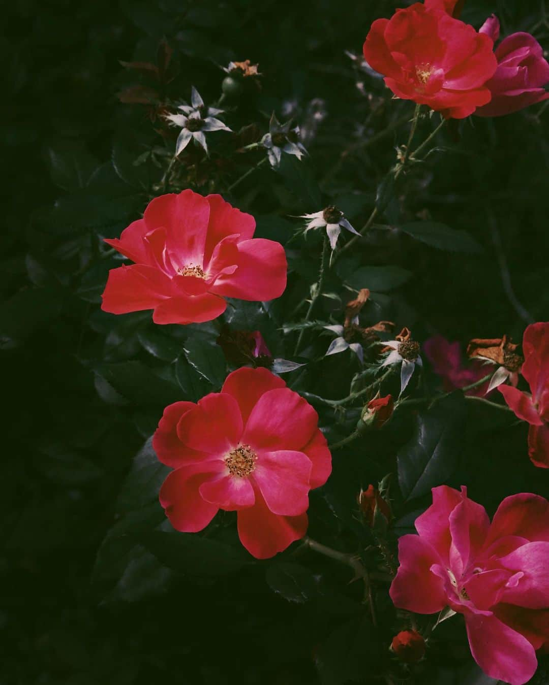 Catharine Mi-Sookのインスタグラム：「Nearing the last of the rose blooms from our garden until next year. I enjoy seeing their vibrance each time I go outside. What about you? What beauty did you see today?」