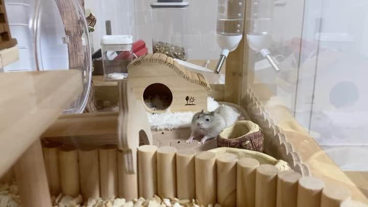 hamster_mocoのインスタグラム：「のびのび〜٩(´O｀)۶  ほっぺたパンパンに膨らませて大きな伸びをするゆずちゃん🐹🍊ほんと癒される🥰 2023.10.22 ✼••┈┈••✼••┈┈••✼••┈┈••✼••┈┈••✼ #ハムスターゆず#ハムスター#ジャンガリアンハムスター#ジャンガリアン#ジャンガリアンプディング#プディングジャンガリアン#イエロージャンガリアン#ふわもこ部 #モフモフ#ペット#親バカ部 #hamster#djungarian#hamstagram#hammy#happy_pets#PET_OF_OUR_WORLD#igersjp#ig_japan#instapet#weeklyfluff#kawaii#cute#仓鼠#정글리안#햄스터」