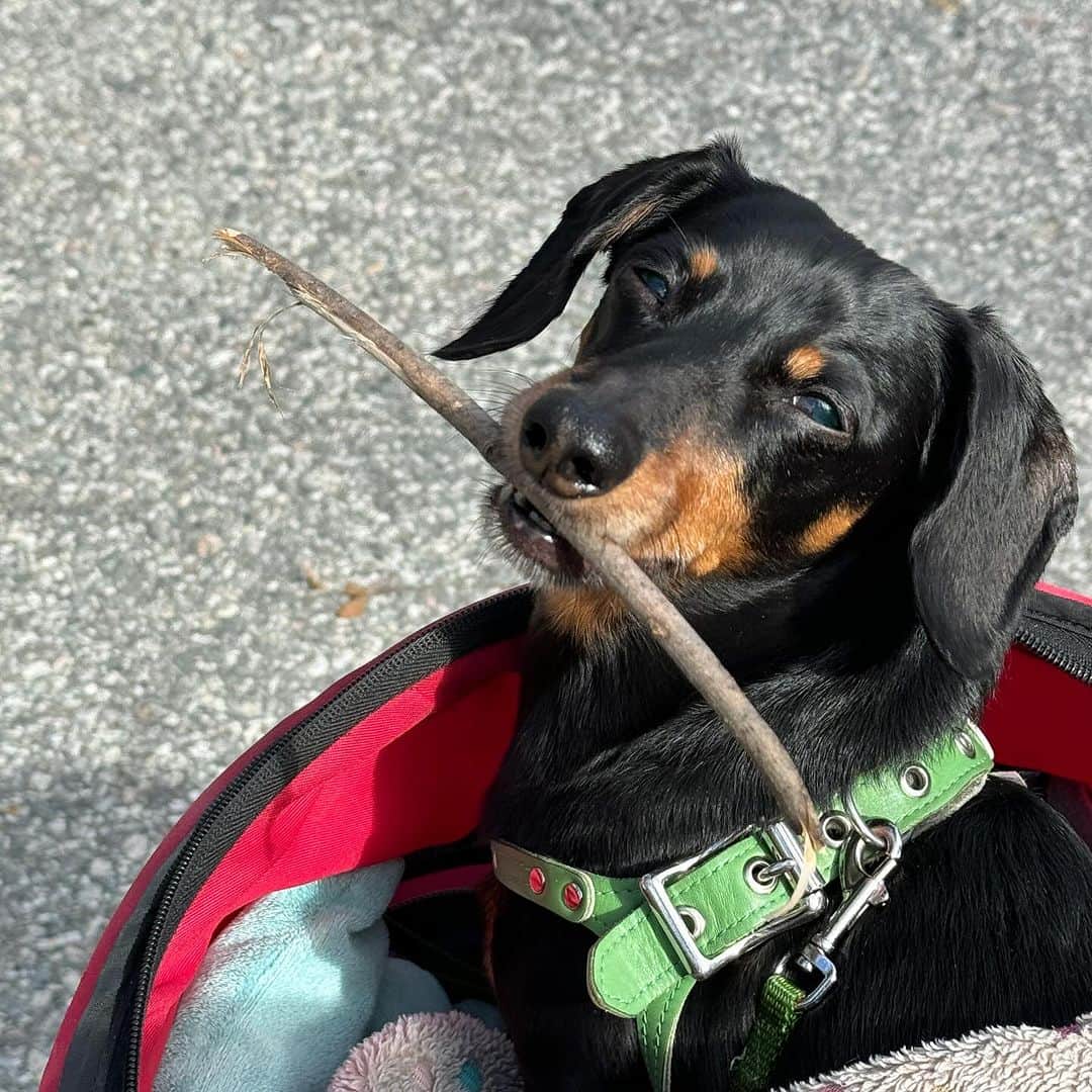 Crusoe the Celebrity Dachshundのインスタグラム：「“Hey everyone. I know many of you have been wondering.. But I don’t have too much of an update on things. I’m doing okay, but no real improvement despite crate rest.. We’ll find a way to post/celebrate my birthday next week though.” ~ Crusoe」