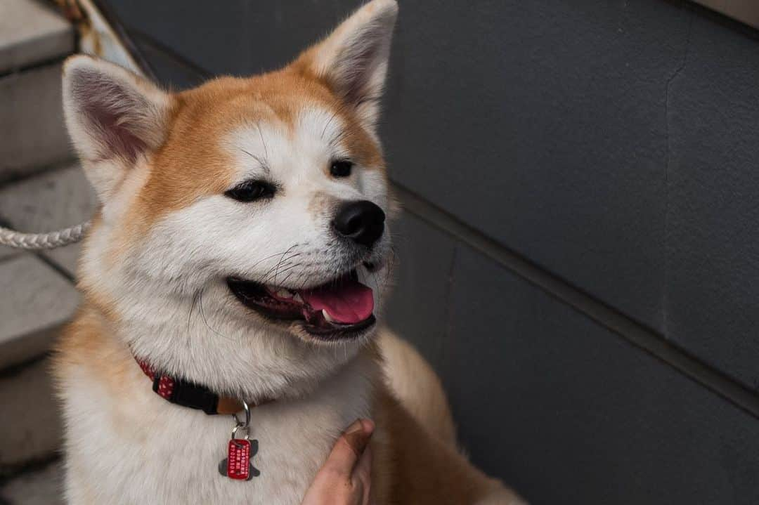 角田美喜のインスタグラム：「今日の出会い🐕秋田犬^^🐾 #秋田犬」