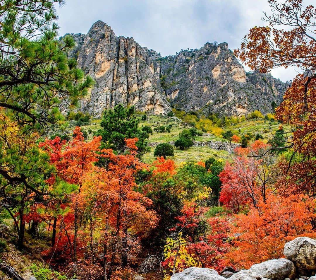 アメリカ内務省のインスタグラム：「Guadalupe Mountains National Park preserves the rugged spirit and remote wilderness of the American West. Here in the ancient Guadalupe Mountains, which tower majestically into the Texas sky, you can delight in the grand views, diverse landscapes and brightly colored autumn leaves.    @guadalupemountainsnps has the four highest peaks in Texas, an ancient fossil reef, desert, dunes, canyons, wildlife and a touch of fall color. In McKittrick Canyon, the maples put on an amazing autumn display. With lots of trails for hiking and horseback riding, you’ll find the perfect place for your fall pictures.    Photo by Tim Speer    #fallcolors #publiclands #texas #guadalupemountains   Alt Text: From within a canyon, the reds, oranges and yellows of the maples, oaks and ash trees blend against the high, gray cliff walls.」