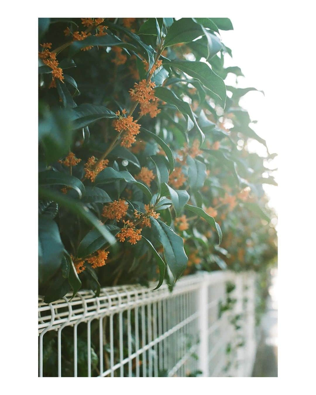 Yuma Takatsukiさんのインスタグラム写真 - (Yuma TakatsukiInstagram)「. . . Fragrant orange colored olive⁡ . . . . . . 実は最近になってやっと金木犀の香りを 認知することができたんよね。 写真をやってたから金木犀を知ったし 香りも知ることができた。 ⁡ なんかそういうのっていいよね。 ⁡ それでは今日もお疲れさまでした！ . Japan . #金木犀  #フィルムカメラで残す日常  . ―――――――――――――――――――――――――― 関西を中心にフリーランスで活動しています。 Web広告、個人撮影、家族撮影、PR撮影など、 10月以降の撮影依頼募集中です。 ⁡ ⁡Yuma Takatsukiオリジナルプリセットも販売中です。 ⁡プロフィールのポートフォリオサイトからご覧下さい。  またフォトサークルITTOKOという活動をしています。 ⁡ハイライトに色んなイベントをまとめています。 ―――――――――――――――――――――――――― . #フォトサークルITTOKO #フィルムカメラのある生活  #フィルムカメラ初心者  #生活とフィルム  #68rhythmmag  #genic_mag  #yuma_film  #japan_daytime_view#whim_life#MoodyGrams#instagram#instagramjapan#art_of_japan_#yourshotphotographer#tokyocameraclub#reco_ig#IGersJP#lovers_nippon#photo_shorttrip#jp_mood#team_jp_#followforfollowback#theportraitpr0ject#pursuitofportraits」10月22日 0時32分 - yu_umaa06