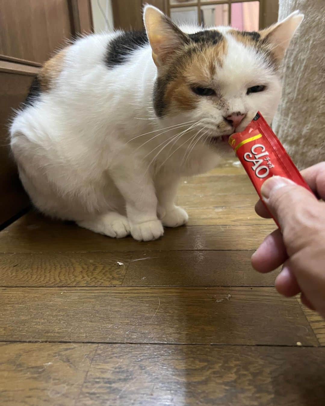 Kachimo Yoshimatsuのインスタグラム：「寝る前ちゅーる  #うちの猫ら #猫 #ねこ #mikeko #ニャンスタグラム #にゃんすたぐらむ #ねこのきもち #cat #ネコ #catstagram #ネコ部 http://kachimo.exblog.jp」