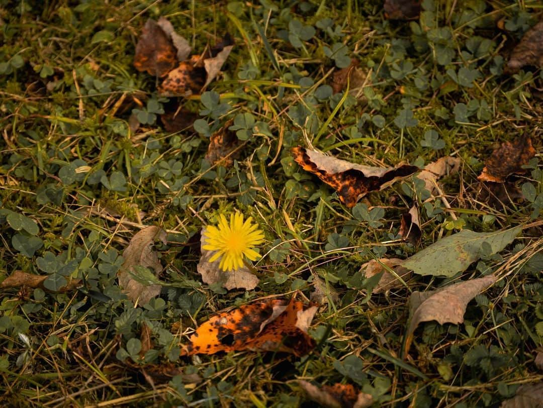 宇野陽介さんのインスタグラム写真 - (宇野陽介Instagram)「Autumn. Nature. Culture. Sports.  #aresbikes #bmx #flatland #dvsshoes  #madbunoy #nature #hyogo #freestyle #lumixphotography  #lumixjapan」10月22日 0時44分 - yorkuno