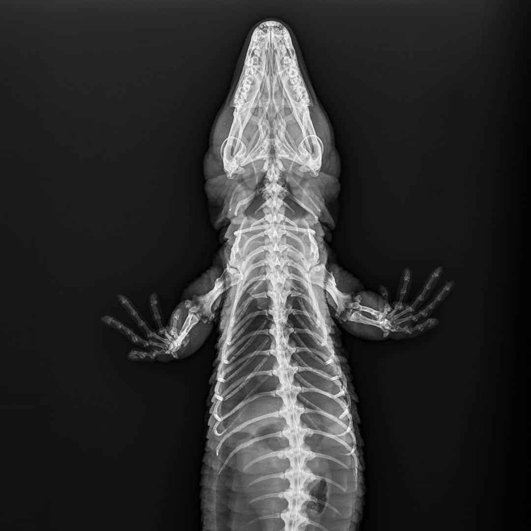 San Diego Zooさんのインスタグラム写真 - (San Diego ZooInstagram)「Don't worry, this x-ray-ted content is SFW ☠️  Slide 1: Aye-aye Slide 2: Chinese giant salamander  Slide 3: Polar bear paw Slide 4: Milky tree frog Slide 5: Caiman lizard  #XRay #Skeleton #Spooky #SanDiegoZoo」10月22日 1時00分 - sandiegozoo
