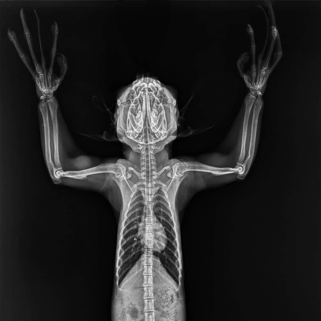 San Diego Zooのインスタグラム：「Don't worry, this x-ray-ted content is SFW ☠️  Slide 1: Aye-aye Slide 2: Chinese giant salamander  Slide 3: Polar bear paw Slide 4: Milky tree frog Slide 5: Caiman lizard  #XRay #Skeleton #Spooky #SanDiegoZoo」