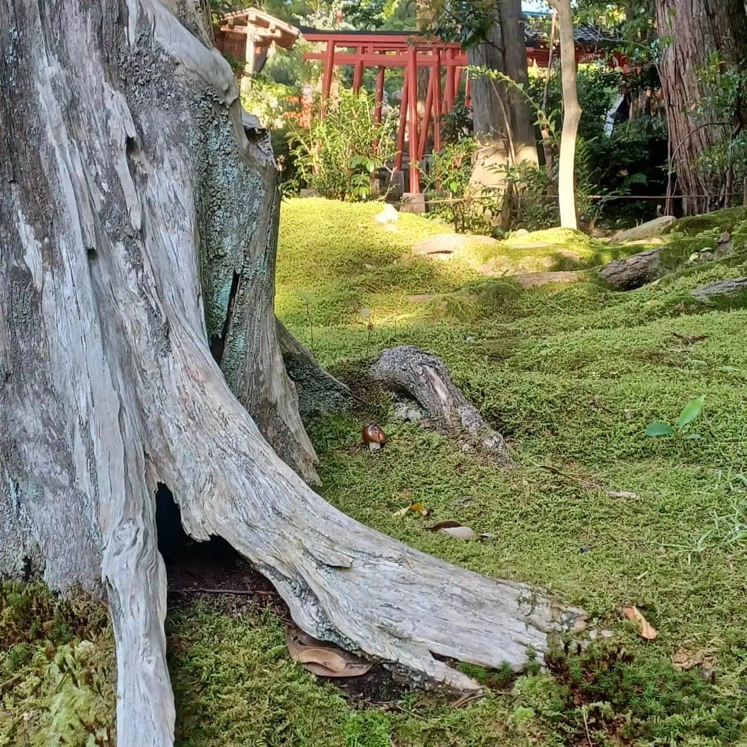 須藤美樹さんのインスタグラム写真 - (須藤美樹Instagram)「金沢最終日は観光へ🎵  初の金沢神社⛩️  ここで、砂金を洗っていたから金洗いの沢で金沢になったらしい💖なんか金運上がりそう💰  すごい氣がよくてここちよい場所❇️  素敵な動画と写真が撮れて、大満足💯🎊  なんかじわじわ運氣に効いてるかんじ🎶  各々自由に過ごして居心地よい仲間と参拝できてよかったです🐲🙏  合宿のお陰か、みんなの得意、不得意がわかってるので補い合ってチームワークのとれた完璧観光になりました⭐  チームプレーの効率の良さを遊びながらも学ぶ❗そんな観光でしたん🐶  続く→→→→→  #金沢 #金沢神社 #石川県 #金運 #神社 #JAPAN #チーム #観光」10月22日 1時04分 - odorukaiunshi