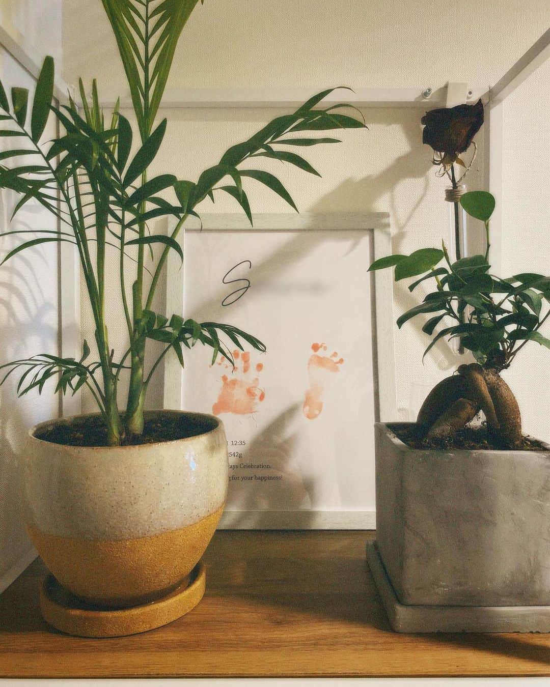 高橋菜生のインスタグラム：「お気に入りの場所🌱  テーブルヤシ ガジュマル 結婚記念日にもらったバラ🌹 100日記念の👣」