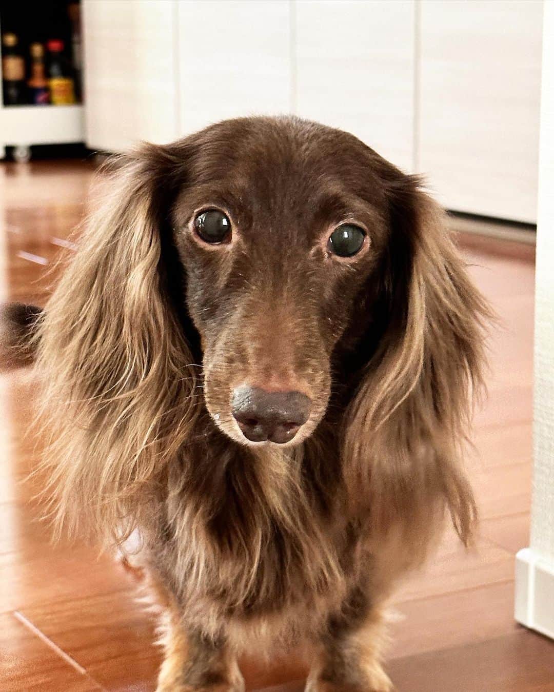MOMOKAのインスタグラム：「Happy Birthday John🐶🤎🫶  もう9歳かあ、はやいなあ。 これからもよろしくね...🐕大好きだよー！！  10.22🍰」