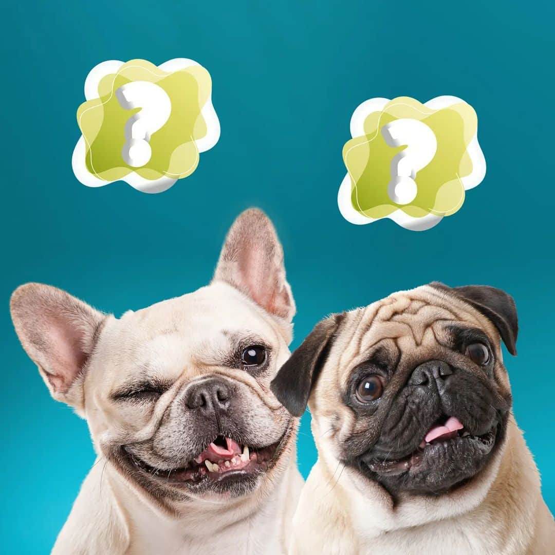 のインスタグラム：「🆕️ NEW BLOG POST: French Bulldogs vs. Pugs? 😱 Type in comments 🐾🐶👇🏼  🐾 Origins: French Bulldogs hail from England with French vibes, while Pugs boast an ancient Chinese heritage. 🐾 Appearance: Frenchies rock "bat" ears and a muscular frame, while Pugs charm with their wrinkled, squished face. 🐾 Temperament: French Bulldogs offer a relaxed, magnetic aura, while Pugs bring energy and mischief. 🐾 Health: Both breeds face challenges like Flat Face Syndrome, with unique concerns for each. 🐾 Maintenance: Pugs demand more pampering in terms of grooming, while French Bulldogs require early training. 🐾 Cost: Frenchies come with a higher price tag both upfront and potential health bills, whereas Pugs are more pocket-friendly. 🐾 The Frug: A delightful blend of both breeds, offering an adorable mix of both their traits. 🐾 Conclusion: Both breeds offer unique charms, but why choose when you can enjoy the best of both worlds?  👉🏼 Adopt and adore! 🐾  . . . . .  #FrenchBulldog #Pug #Frenchie #PugLife #DogComparison #BulldogVsPug #DogLovers #CuteDogs #DogsofInstagram #PetVsPet #FrenchiesOfInstagram #PugsofIG #DogBattle #AdorablePets #PugLove #FrenchBulldogLove #PugLifeChoseMe #DogFaceOff」