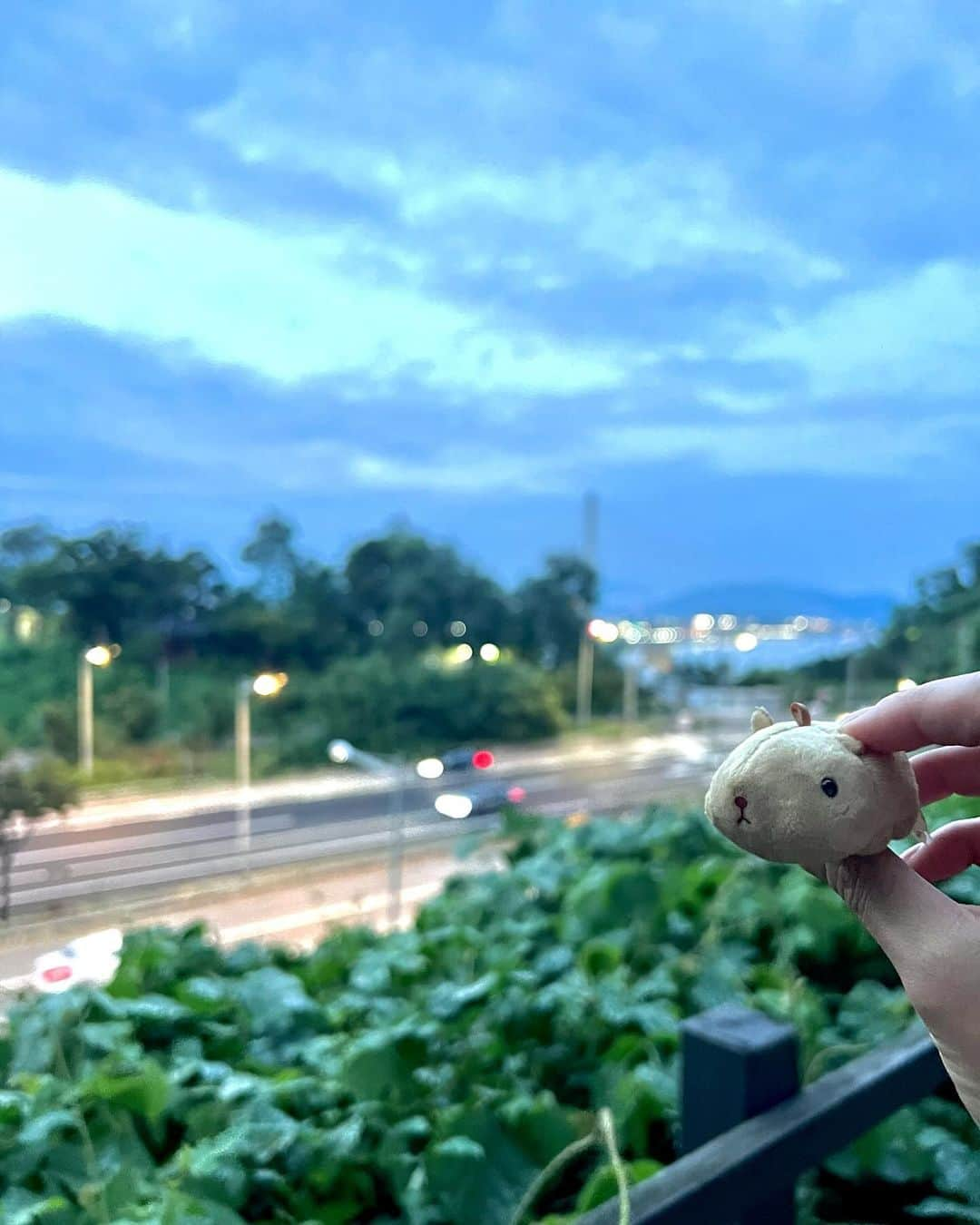 シン・ソユルさんのインスタグラム写真 - (シン・ソユルInstagram)「⠀ ⠀ 157km, 서울 둘레길. 8월부터 두 달 동안 서울에 나올 일이 있을 때마다 꾹 눌러 집착해 걸었다. ⠀ 처음엔 체력증진을 위한 시작이었으나, 1-1코스를 제외한 모든 걸음이 머냥이를 위한 기도가 되었다. ⠀ 길어야 한두 달이라던 머냥이의 남은 묘생, 머냥이는 우리가 충분히 이별을 감내할 준비를 하도록 평안히 기다려주고 있다. ⠀ 우리 머냥이 사랑해. 우리는 잘 이겨낼 수 있을 거야. 그러니, 나의 어메이징한 고양이가 꼭 편안했으면 좋겠어. 하고 싶은 대로 다해도 돼. 영원히 사랑해 우리 고양이, 너머냥❤️ ⠀ ⠀ ⠀」10月22日 11時55分 - shin_so_yul