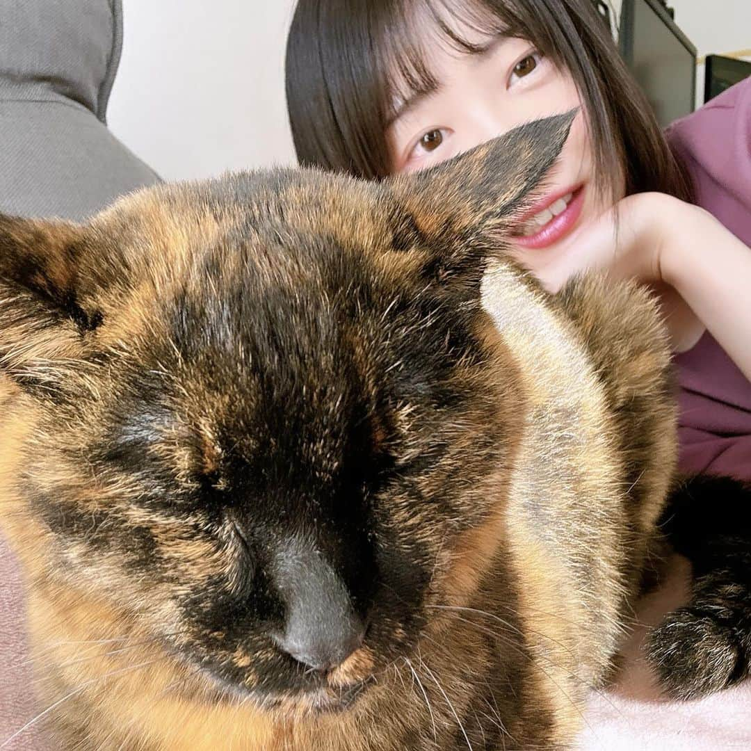 ねこてんのインスタグラム：「ちゃー」