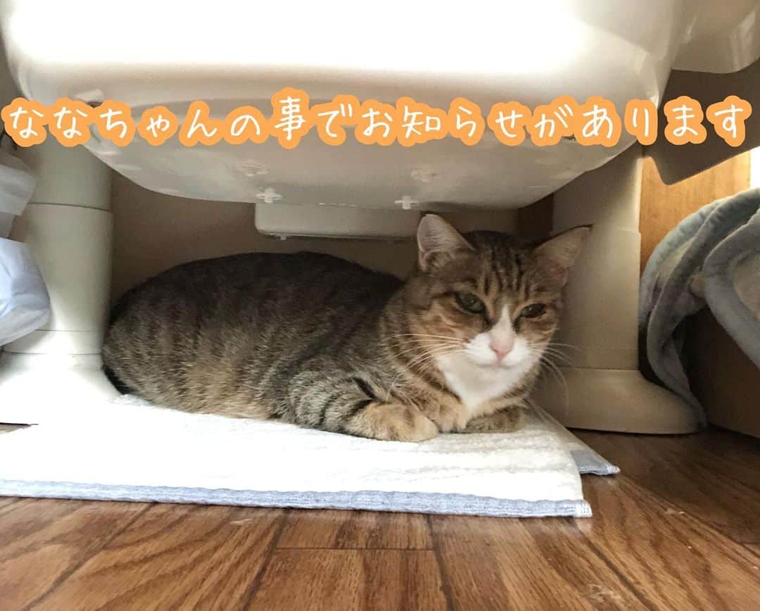 marimon0703__のインスタグラム：「#ななちゃん🐈✨　の事で報告があります。  8月31日に3匹の子供達、9月2日に保護した母猫のななちゃん。  10月21日の昨日妊娠が発覚しました。 そしてもう出産間近…もう数日で出産するとの事。 ななちゃんは白血病キャリアです。 9月2日検査をした時に薄ら陽性反応があり陰転する可能性を信じて2ヶ月様子を見て11月に再検査してから避妊手術を考えていました。  ですが、一昨日預かりさんから朝から食欲がないと連絡を貰い一晩様子を見て翌日も変わらず食欲がなかったので診察をしたところ妊娠がわかりました。 毎日会いに行っていたのですが私が行くとほとんど顔だけしか見れなくて妊娠に気づかなかったです。 子供達は４ヶ月くらいだったのですがその時にはもう妊娠していた事になります。 よく考えたら可能性はあるのですがのまさか妊娠しているとは思わなかったです。  ちなみに少し時期が早いですが再検査したところまだ薄ら陽性反応が出ていました。 堕胎も出来ますと言われたのですがエコーに2匹写っていて鼓動も確認できて背骨もしっかりしてました。 その場で手術をお願いする事は出来ませんでした。 ポポ、ネリネ、わらびちゃんの時も同じ決断をしないといけなかったですが結果自然に任せて良かったと思いました。 ただ今回はリスクがある出産です。 出産後の子猫達が白血病になるリスク。 白血病キャリアの母猫から産まれる子は死産だったり身体が弱く短命の子が多いと聞いた事があります。 ですが最初は陽性でも陰転の可能性もあるし、陽性のままだとしても発症せず長生きする子もいます。 生きれる子が1匹だとしても可能性がある子を堕胎する決断は私には出来ませんでした。 自然に任せてその中で生き延びた子は陰性になるのを信じてお世話していく事で私の考えはまとまりました。  人間のエゴと思われてもしょうがないと思っていますがどうか見守って貰えると幸いです…🙇‍♀️  まずは元気に産まれてきますように。」