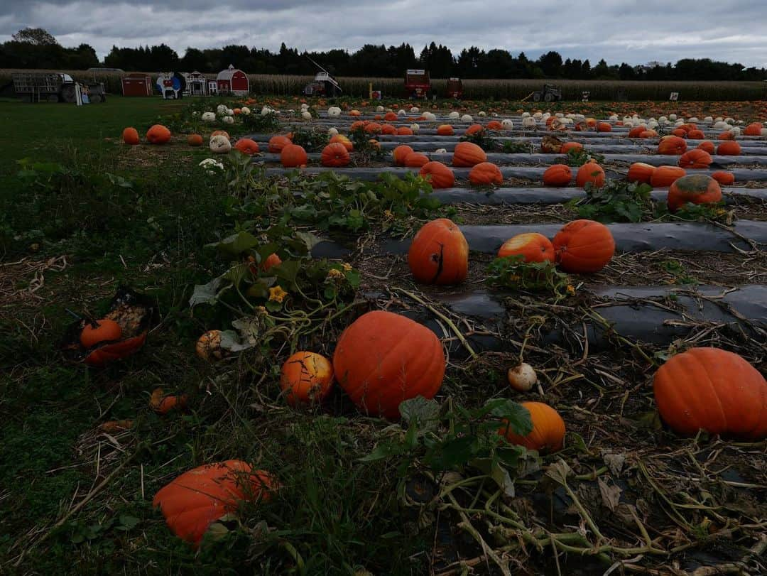 アシュレイ・ベンソンさんのインスタグラム写真 - (アシュレイ・ベンソンInstagram)「🎃」10月22日 4時27分 - ashleybenson