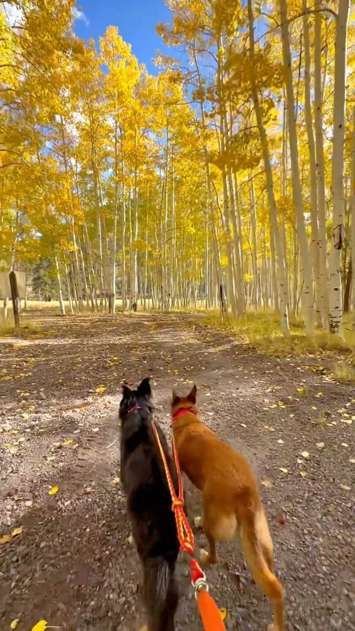 DogsOf Instagramのインスタグラム：「@the_az_explorer is ready for every adventure! If you notice some of the symptoms of Osteoarthritis talk to your vet about @galliprant to relieve pain and inflammation for your dog.  . . . #adventuredogs #agingdogs #dogsofinstagram #seniordogs #seniordogsofinstagram #osteoarthritis #galliprant」