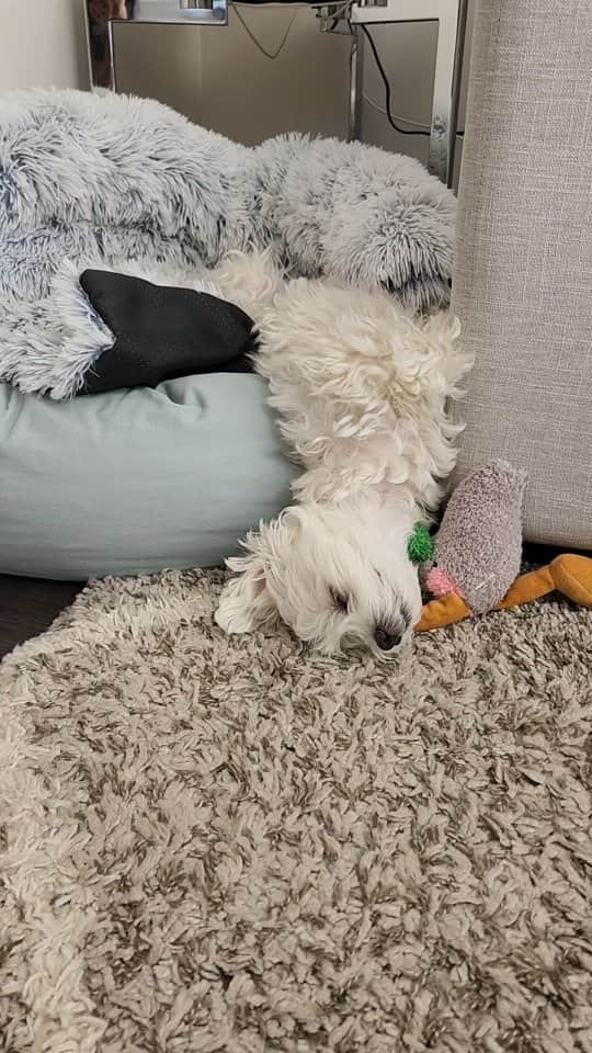 Toby LittleDudeのインスタグラム：「It's hard work but someone has to do it...  #napping #theothemaltese #maltese #sleepydog #naptime #donotdisturb」