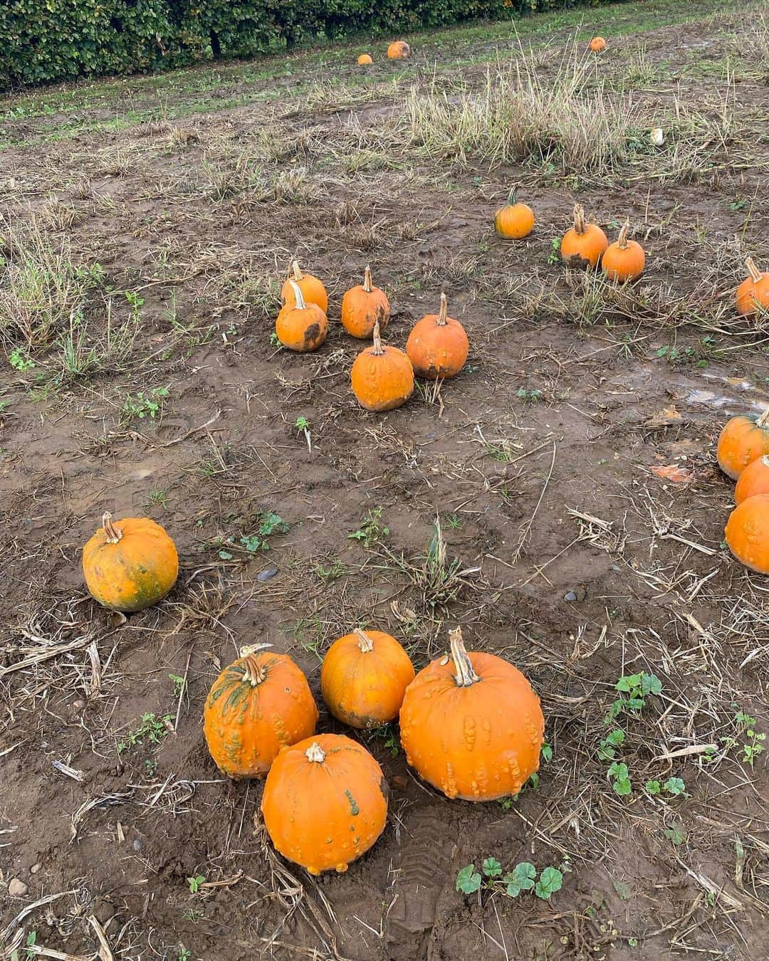 秋元玲奈さんのインスタグラム写真 - (秋元玲奈Instagram)「Pumpkin patch🎃👻  泥まみれになって楽しみました。  #london #londonlife #pumpkinpatch  #halloween2023 #pumpkinfarm  #milford」10月22日 5時28分 - rena_akimoto