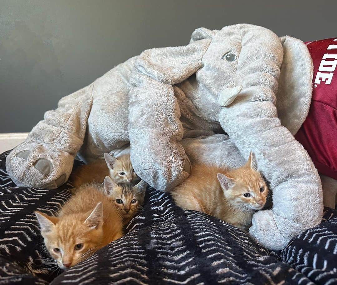 Priscilla and Poppletonさんのインスタグラム写真 - (Priscilla and PoppletonInstagram)「ROLL TIDE! Silly Pop is giving the Mama cat we rescued a little break from her kittens. They might be orange, but Pop already has them cheering against Tennessee. They are Bama fans now! You can see more of their sweet family over @prissyandpops_helpinghooves.🐷🅰️🐱 #rolltide #alabamaspiggestfans #alabamavstennessee #sillypop #PrissyandPop」10月22日 5時52分 - prissy_pig