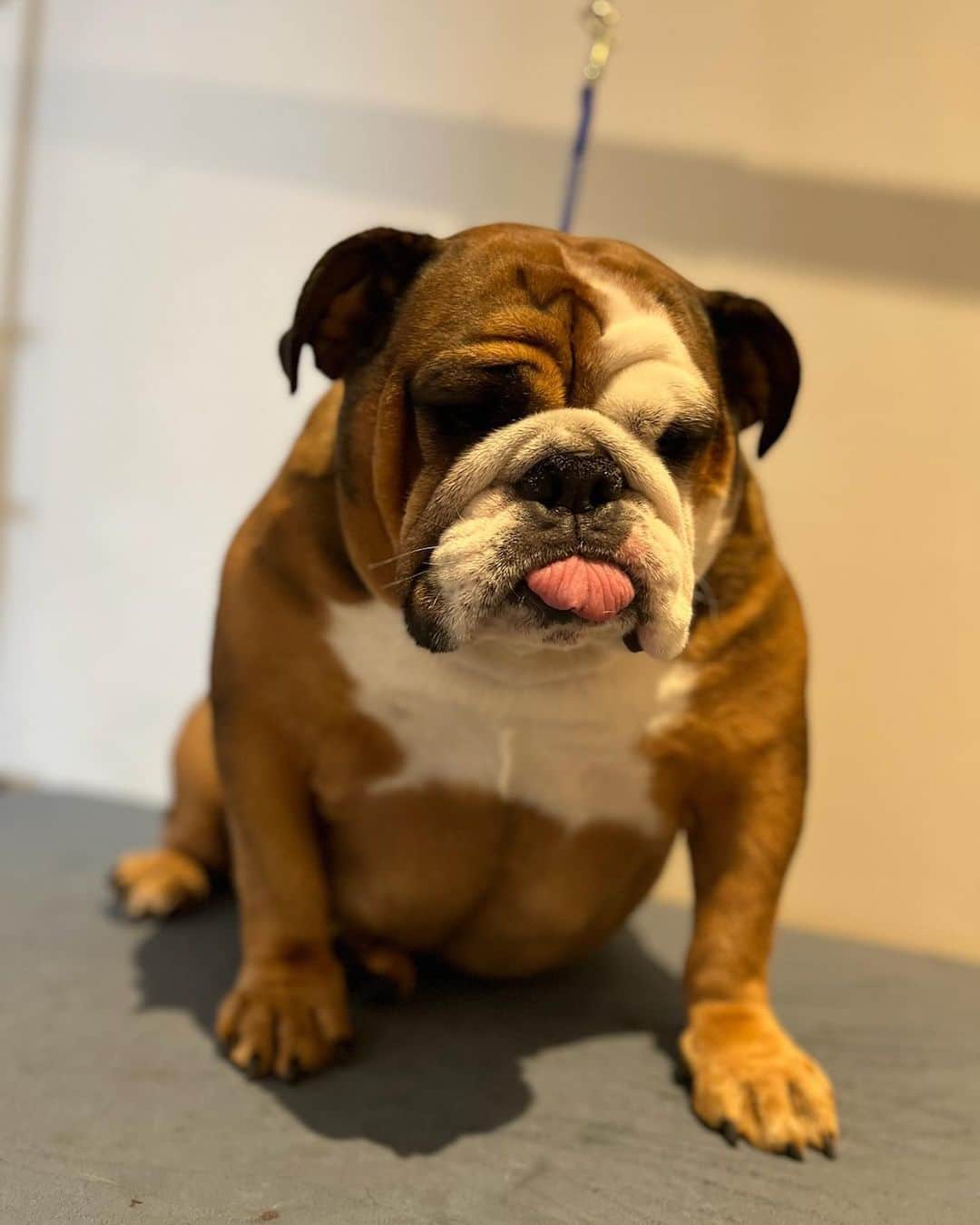 Dogs by Ginaのインスタグラム：「Millie the English Bulldog!!」
