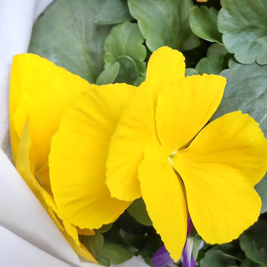 みながわゆみさんのインスタグラム写真 - (みながわゆみInstagram)「#感謝#ありがとう#夫のセレクト#お花を頼みました#パンジー#ビオラ#春が楽しみです#植えよう」10月22日 6時45分 - nama.09.19
