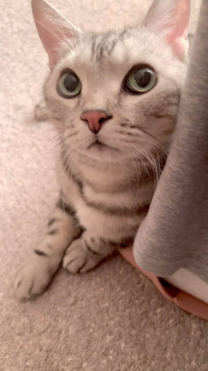 Alain アランのインスタグラム：「Good morning!Bonjour! I’m on my mom’s foot. * おはようございますにゃん！ 足乗りネコ。なかなか高度な甘え方。  #catstagram #cat_features  #topcatphoto #cutepetclub #catsofinstagram #cats_of_world #excellent_cats #catstocker  #bestmeow #bestcats_oftheworld #INSTACAT_MEOWS #peco #animalsco #mofmo #みんねこ #ふわもこ部 #ねこのきもち #アメショー #猫好きさんとつながりたい #nekoclub #にゃんグラム #アメショ#アメショシルバータビー」