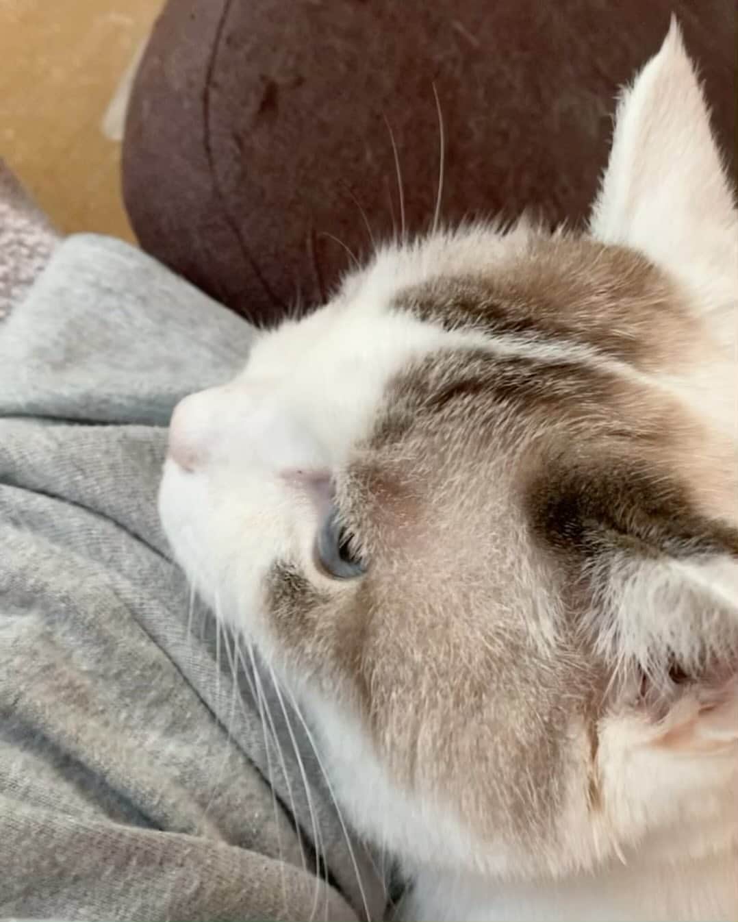 くるねこ大和のインスタグラム