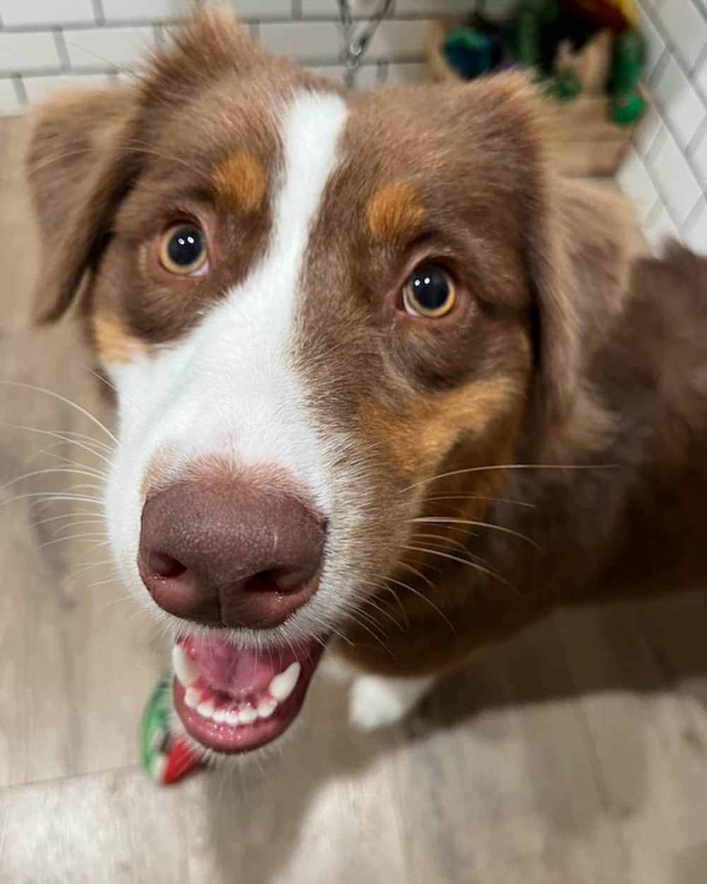 Dogs by Ginaさんのインスタグラム写真 - (Dogs by GinaInstagram)「This pretty girl is Reba!! She’s an Australian Shepherd who came in for a bath and neaten up trim.」10月22日 7時46分 - napanatural.dogco