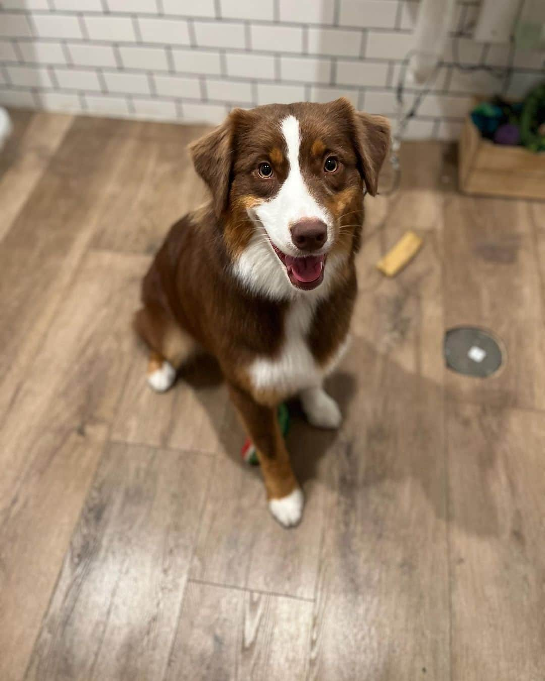 Dogs by Ginaのインスタグラム：「This pretty girl is Reba!! She’s an Australian Shepherd who came in for a bath and neaten up trim.」