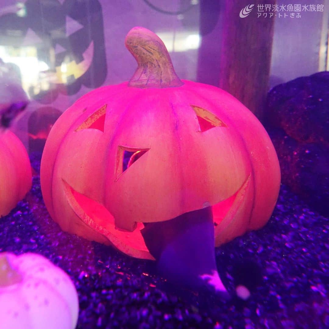 のインスタグラム：「ベロ出しジャックオーランタン出現！！  ※テーマ水槽『ハロウィンおばけの大集合』で、ブラックゴーストという魚が、カボチャの中に隠れています。この場所に良くいますので、探してみてくださいね。  #アクアトト #水族館 #aquarium #秋 #ハロウィン #おばけ #カボチャ #仮装 #オアシスパーク #河川環境楽園」
