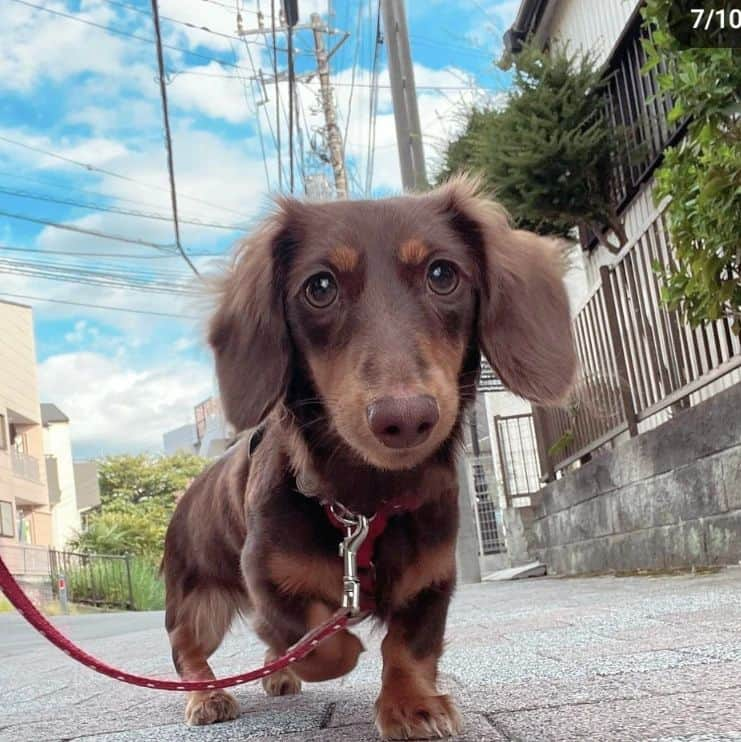 くるみんさんのインスタグラム写真 - (くるみんInstagram)「* ひまりちゃんの幼稚園での様子を @cocoa.dogkindergarten さんのインスタグラムに毎回あげて下さいます。 お散歩大好きひまりちゃん、トレーナーさんとも楽しくお散歩しているみたい。 名前を呼んでの反応と、交差点でお座りもできるとトレーナーさんに褒めて頂いたんだけど、飼い主と行く時も良い子に頑張ってほしいな。いや、これは飼い主の問題か。  #カニンヘンダックスフント #カニンヘンダックス多頭飼い #カニンヘンダックスの日常 #カニンヘン #カニンヘンダックス #カニンヘンチョコタン #カニンヘンの会 #カニンヘンダックスフンド #チョコタンダックスフント #チョコタンダックスフンド #チョコタンダックス #チョコタン #ダックス多頭飼い #ダックスフントカニンヘン #ダックスフント #ダックスフンドカニンヘン #ダックスフンドチョコタン #ダックス部 #ダックスフンド #ダックス #ダックスの日常 #ダックス短足部 #いぬすたぐらむ #いぬバカ部 #短足部 #犬の幼稚園 #dachshund #dachs #dogstagram #dog」10月22日 8時23分 - michirumugiazu