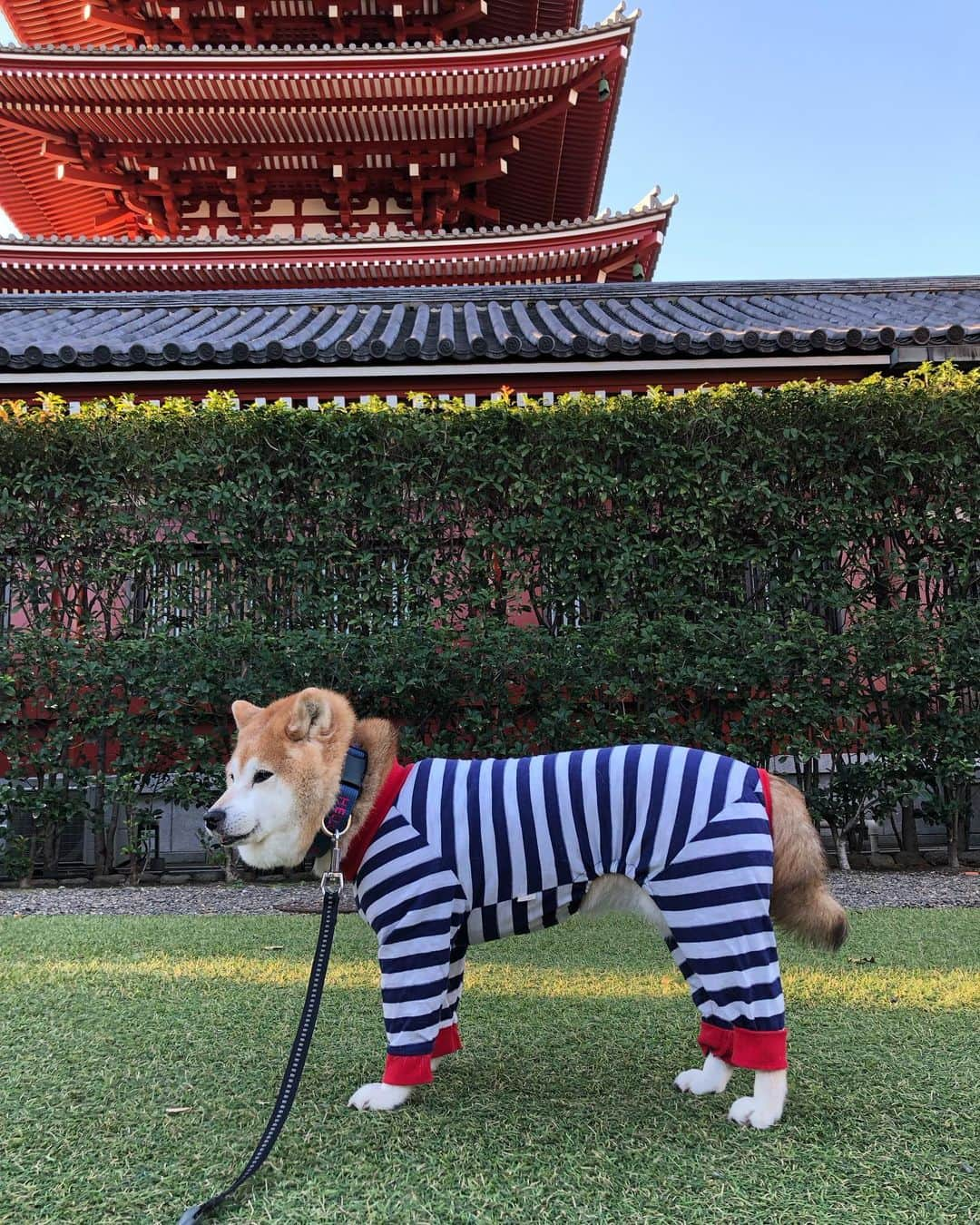 くるみさんのインスタグラム写真 - (くるみInstagram)「外で会うと、最近元気ないの？とか 歳とったね〜とか言われてしまうけど、 単にお外がイヤなだけで、家ではあまり変わりませんwww  #いつもかわいい #脱獄柴はじめました」10月22日 8時27分 - kurukurukurumi222