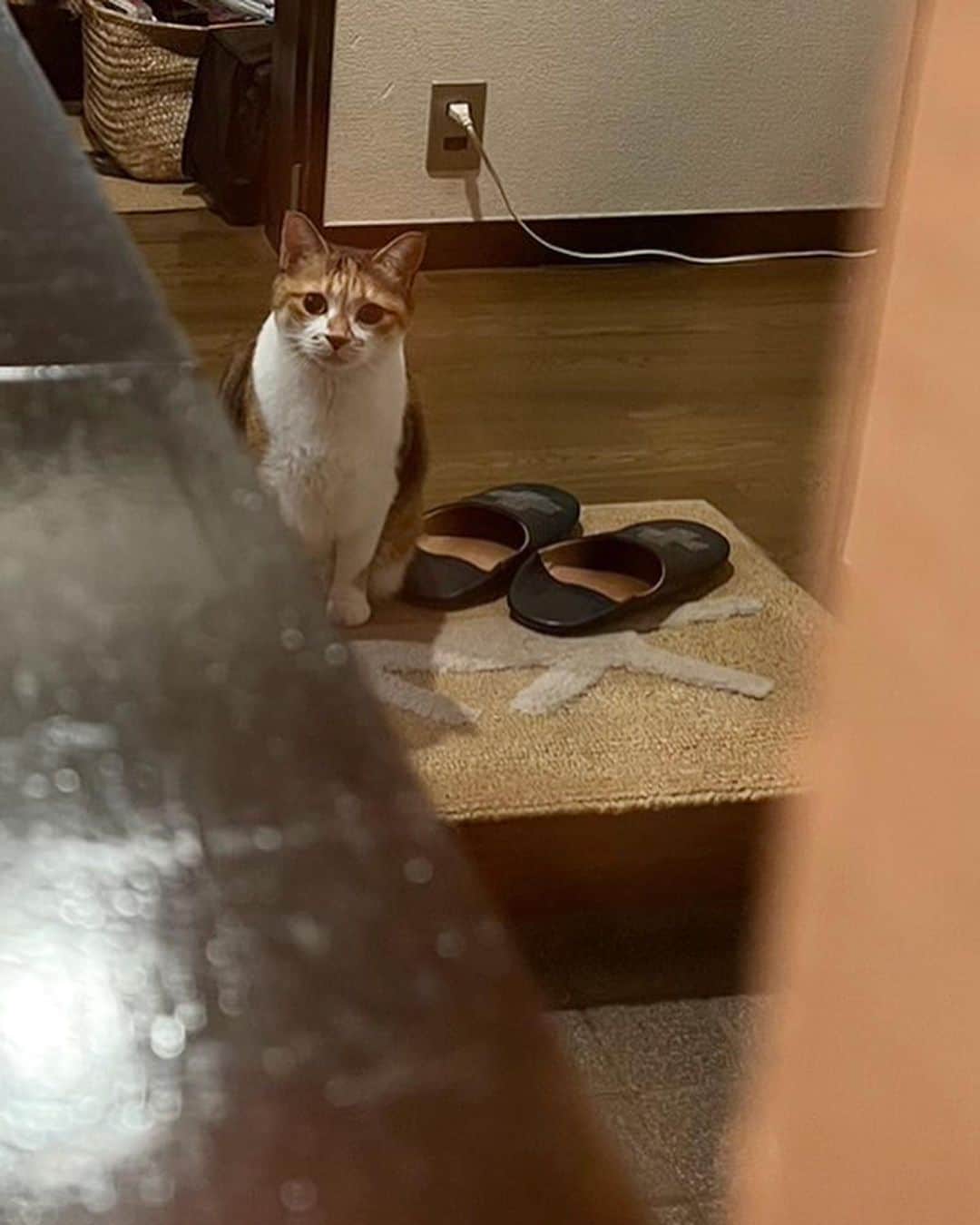 山田稔明のインスタグラム：「おはよ。留守番ひと恋しいチミータ。 #ポチ実 #三毛猫 #チミ留守番」