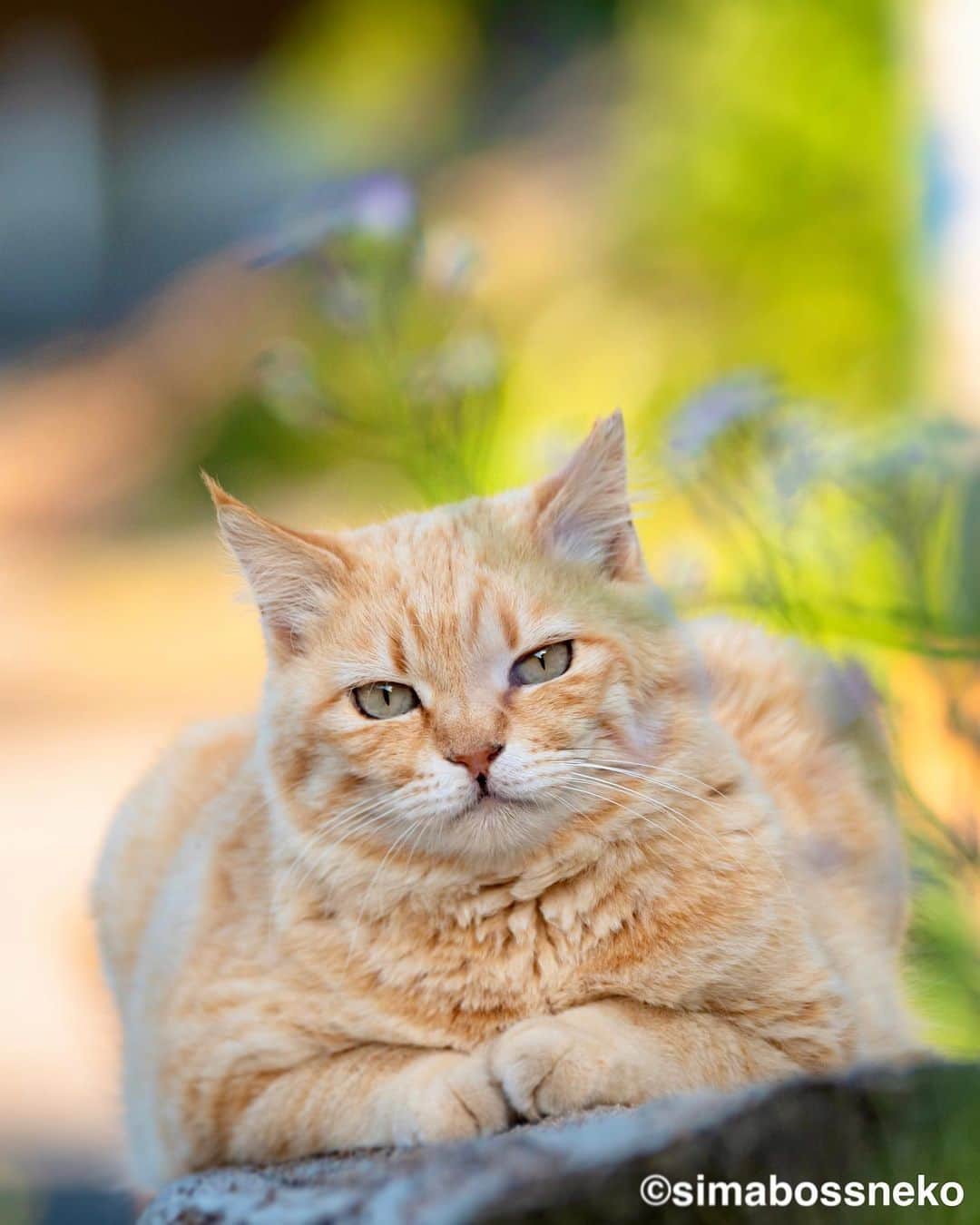 simabossnekoさんのインスタグラム写真 - (simabossnekoInstagram)「・ さっちゃんいいお顔😸✨ Sachi is so sweet❣️ Swipeしてね←←←←🐾  ・ 〜お知らせ〜 ほっこり島猫カレンダー"さち"2024年版は、ただいま好評発売中❗️  商品説明 ●さちカレンダー2024 愛らしい島猫さちの姿をたっぷり55枚おさめたカレンダーです。 ・サイズは、卓上B6サイズ ・枚数28枚。(両面仕様 計56面) ・初の週めくりのカレンダー✨  ※大分Cafeむぎ、深島公式サイトでも数量限定で販売中です。  ★minneとメルカリshops限定のお得なセット😸 "さちカレンダー"と、"ほっこり島猫週めくりカレンダー"や、"366日毎日島猫日めくりカレンダー"等とのセットも🐾  ◎販売はminneと、メルカリShops内 “simabossneko's shop“にて  各ショップへは、@simabossneko または @p_nyanco22 のプロフィールリンクからご覧いただけます。  👉ストーリーハイライトにも、ショップへのリンクがあります。そちらも是非ご覧ください。  ・ 〜Notice〜 "Sachi Weekly Calendar2024" and "Island Cats Weekly Calendar 2024" are available now❗️  ● Sachi Weekly Calendar 2024 It is a calendar that shows the lovely island cat "Sachi".  The desktop B6 size. 28 sheets. (Double-sided specification 56 sides in total) New work! It is a weekly calendar. The price is 1,280 yen including tax.  ● Island Cats Weekly Calendar 2024 A lot of selected island cats photos❣️  The desktop B6 size. 28 sheets (56 sides in total with double-sided specifications) It is a weekly calendar.  The price is 1,280 yen including tax.  A great deal 😸✨ We sell a set of "Sachi Calendar2024" and "Island Cats Weekly Calendar 2024"🐾  The 2024 calendars are sold at minne "simabossneko's shop“  ●Shop URL https://minne.com/＠simabossneko  🇺🇸🇰🇷🇹🇼 It is possible to purchase and ship from Taiwan, Hong Kong, the USA, Korea, etc.  🇫🇷🇬🇧🇩🇪 It is now possible to ship and purchase the works to Europe!! France, UK, Germany etc.  ※ Shipping fee will be charged separately.  You can reach the shop from the profile link of @simabossneko or @p_nyanco22   And, Story highlights also have a link to the shop. Please take a look there too.  ・ #しまねこ #島猫 #ねこ #にゃんすたぐらむ #猫写真 #cats_of_world #catloversclub #pleasantcats #catstagram #meowed #ig_japan #lumixg9」10月22日 9時00分 - simabossneko