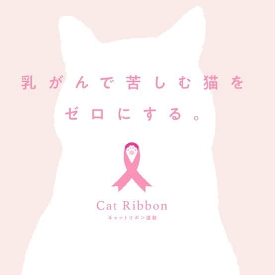 ライオン商事株式会社のインスタグラム：「🎀キャットリボン運動🎀  10月22日は#キャットリボン の日🐈  みなさんは、猫の乳がん予防啓発プロジェクト 「キャットリボン運動」をご存知でしょうか❓🧐  この活動は、一般社団法人日本獣医がん臨床研究グループを中心に、乳がんで苦しむ猫をゼロにすることを目的としています。  ライオンペットは、キャットリボン運動のスローガンに 賛同し、2019年の運動発足時より協賛をしております。 （ライオンペット社員の名刺にも、キャットリボン運動のロゴが入ってるんですよ！）  キャットリボン運動公式HPでは、 「猫の乳がん」の知識やお家でできる「セルフチェック」、 各種イベント情報が公開されています！  ぜひ、チェックしてみてくださいね😊✨  ストーリーズハイライトからもご覧いただけます！  #キャットリボン運動 #広がれキャットリボン運動の輪 #乳がんで苦しむ猫をゼロにする #catribbon #獣医師 #愛玩動物看護師 #乳がん #乳癌 #猫の乳がん #乳腺 #乳腺マッサージ #セルフチェック #にゃんにゃん  #ねこ #にゃんこ #愛猫家と繋がりたい #ねこ部 #猫部 #catstagram #猫好き #にゃんすたぐらむ #neko #ねこもふ団 #ふわもこ部 #肉球 #lionpetcat #lionpet #10月22日」