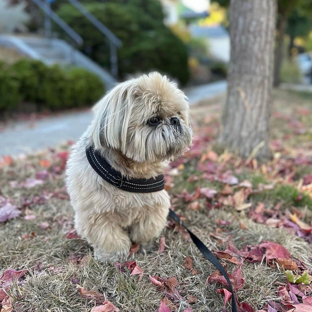 Dougie the Shih Tzuさんのインスタグラム写真 - (Dougie the Shih TzuInstagram)「Big Guy just took some lovely photos in portrait mode. ❤️」10月22日 9時59分 - dailydougie