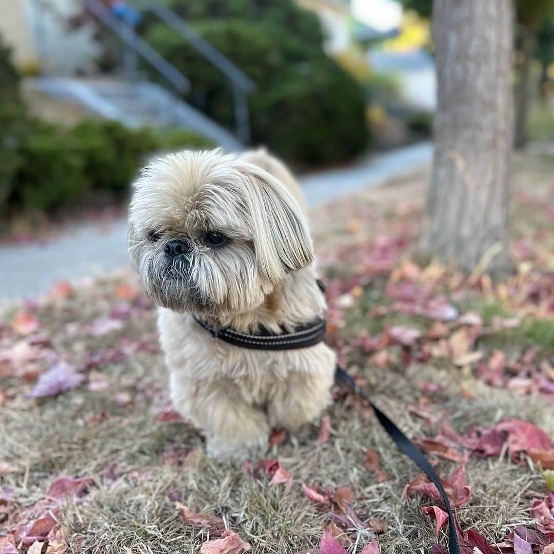Dougie the Shih Tzuのインスタグラム：「Big Guy just took some lovely photos in portrait mode. ❤️」