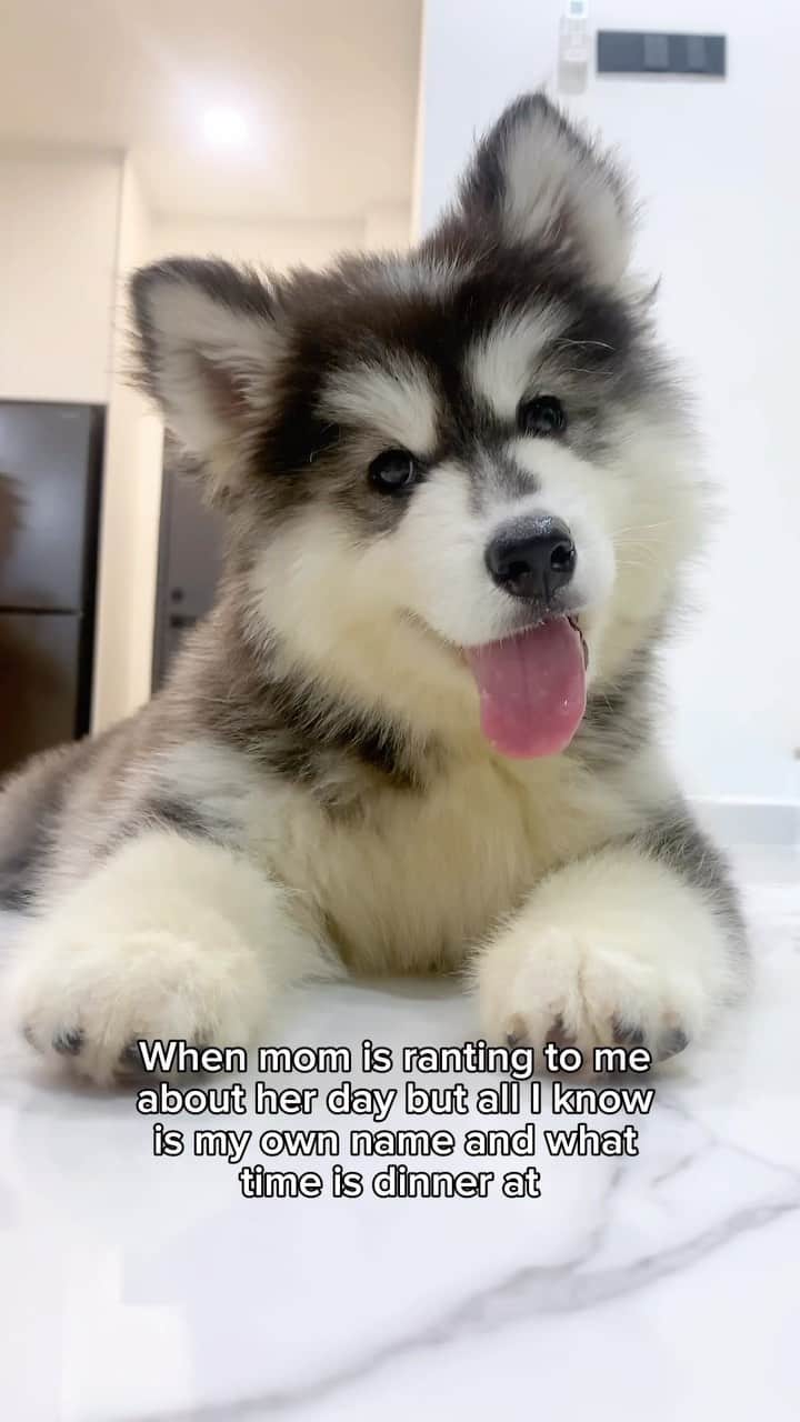 のインスタグラム：「Every day 😆 Do you talk to your dog? 🗣🐶 • • • #siberianhuskypuppy #huskypuppy #siberianhusky #talkingdog #headtilt #dogheadtilt #cutepuppy #fluffypuppy #fluffyhusky #woolyhusky #weeklyfluff」