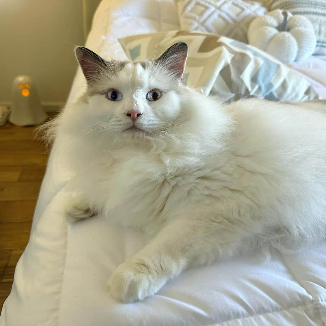 のインスタグラム：「Lazy rainy day, all cozy by the Halloween decorations, watching a Hallmark Christmas movie. So, I know you want to know all about the new guy. I’ll post his adoption story tomorrow. But, he’s a 3 yr old Ragdoll who I found through the site, Rescue Me. He loves going outside on a leash, playing hide n sneak-attack and laying in his scratcher box. I’ll show you his adoption day tomorrow.」