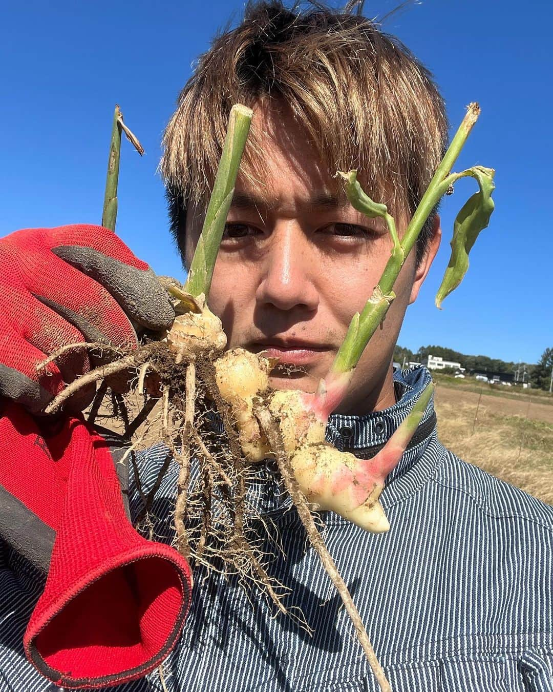 工藤阿須加のインスタグラム：「ニンニクの作業してる合間に収穫した野菜😏 生姜🫚もう少し大きくなって欲しかったが良しとしよう笑 ジンジャエールにして飲んだけど、最高でした🤤 俺は辛口派！！  #農業#生姜栽培#ジンジャエール #辛口派」