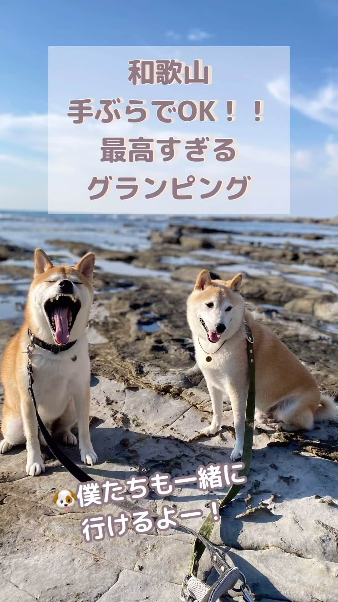 柴犬Mamesuke・Korosuke??大阪のインスタグラム：「チャリちゃん2歳最後の日は 和歌山の白浜へ旅行に行ってきました！ 泊まったのは【in the outdoor 】 とゆうグランピング施設！ もちろん豆コロも行けるよー！ グランピングと言っていいのか？！ ホテルみたいなクオリティーだったよ！ 土間リビングだから、ワンコ連れには最高！ リビングには薪ストーブもあるし、 これでオープン料理もできるし、 冬でも寒くない！ 外で焚き火もできるし、綺麗な星空を 眺めながら焚き火とか最高過ぎひん！？ お料理は、あらかじめ調理してくれてるから 仕上げをするだけ！ それに、食器など洗い物しなくてもいいシステム！ 最高過ぎひん？！笑 チャリちゃんも大喜びだったので また行きたいなー♡ 🐾-—*-—*-—*-—*🐾 #関西旅行  #和歌山旅行  #和歌山  #関西グランピング  #家族旅行  #カップル  #夫婦  #旅行  #犬  #犬のいる暮らし  #いぬすたぐらむ #MameKoro #豆コロ #柴犬と子供 #犬と子供 #チャリちゃん見守り隊 #子守犬 #豆柴 #柴犬 #赤柴 #豆介 #コロ介 #shibagram #shibastagram #shibainu #shiba #🐕📷」