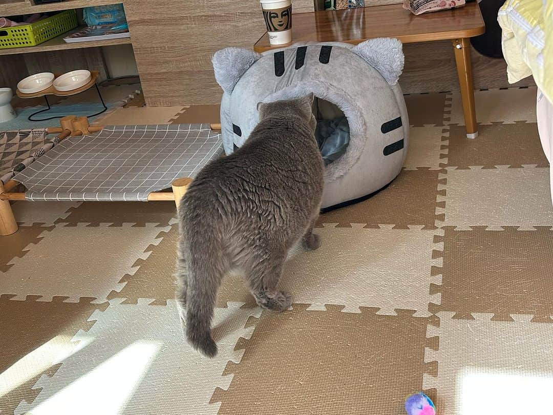 KAORUさんのインスタグラム写真 - (KAORUInstagram)「こんにちにゃん😊  #親友 が昨日、ハウスを買ってきてくれました🏠 こたつの取り合いになってしまうからって🤭  #ゆきさく ともにクリアー🆗 親友も喜んでくれてます🥰 自分の選んだものを気に入ってもらえるのって嬉しいもんね☺️  ありがとねー😍  #諭吉と幸来 #猫のいる暮らし」10月22日 11時09分 - yukisaku_88